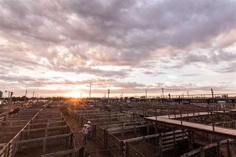 Southern Oklahoma Livestock Auction, Ada Press 7. . Okc stockyards market report